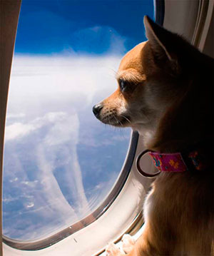 Правила провоза животных в самолете по россии